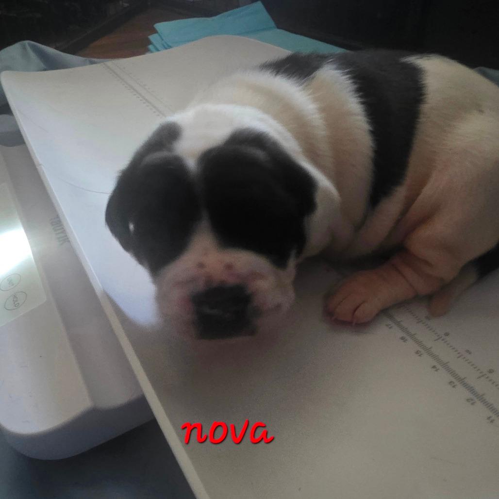 Nova