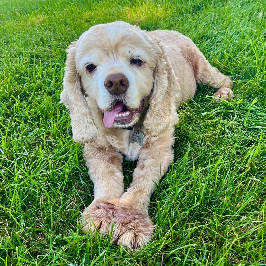 Buddy