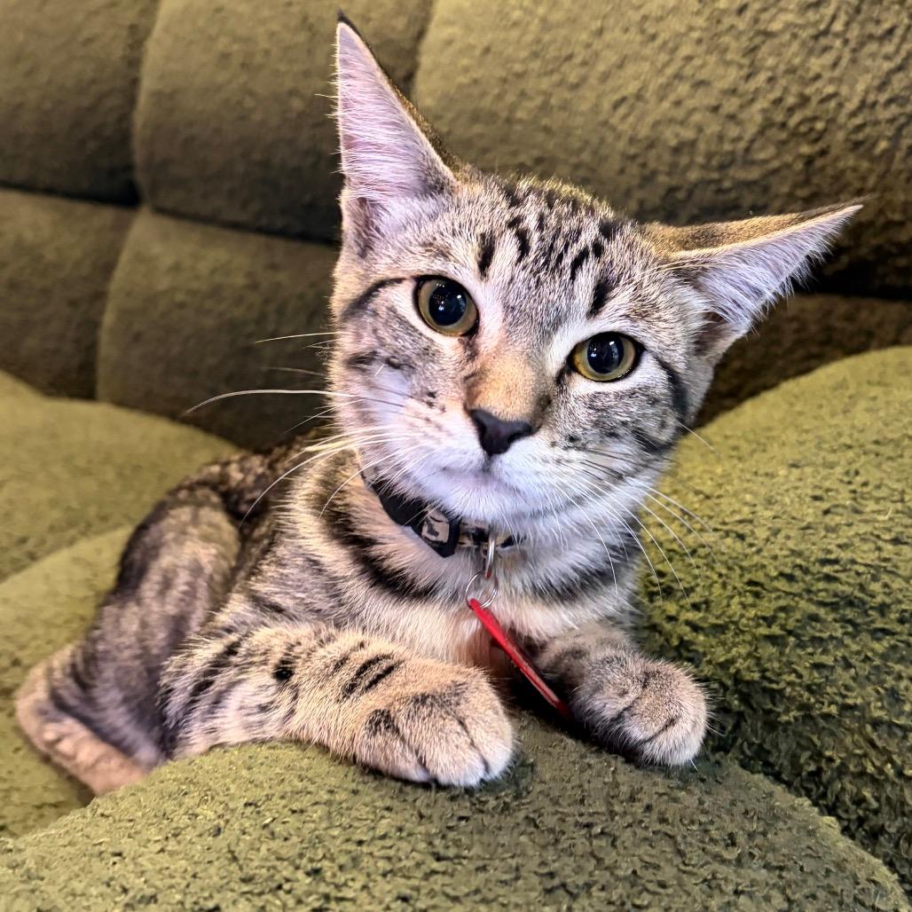 Pecan Delight  (cat cafe adoption)