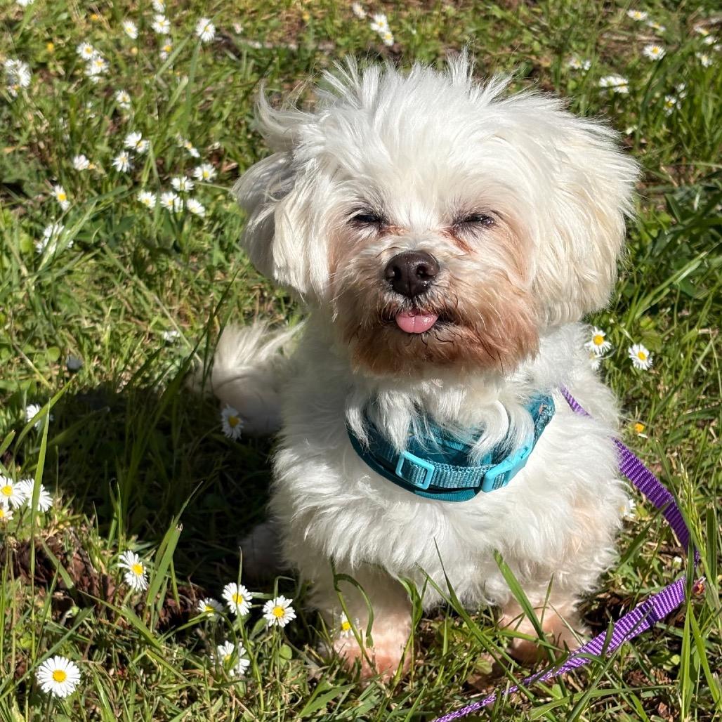 Bosley