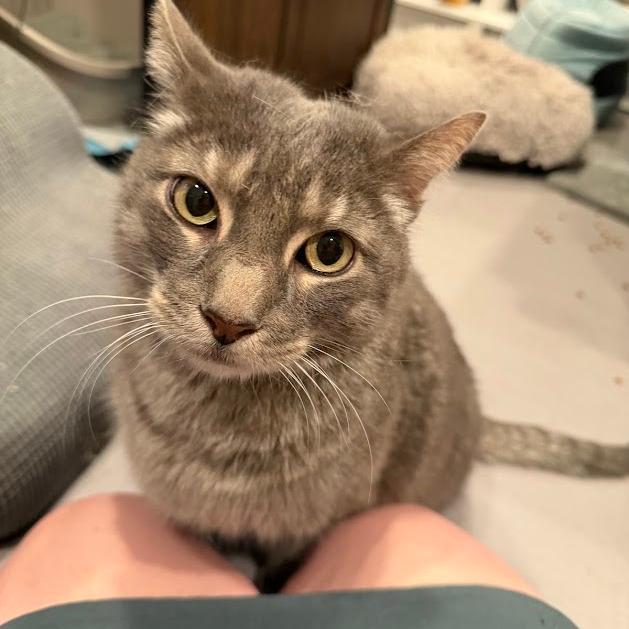 Baby (Mr) Grey