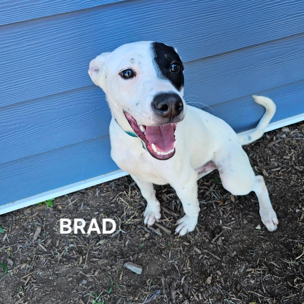 Brad