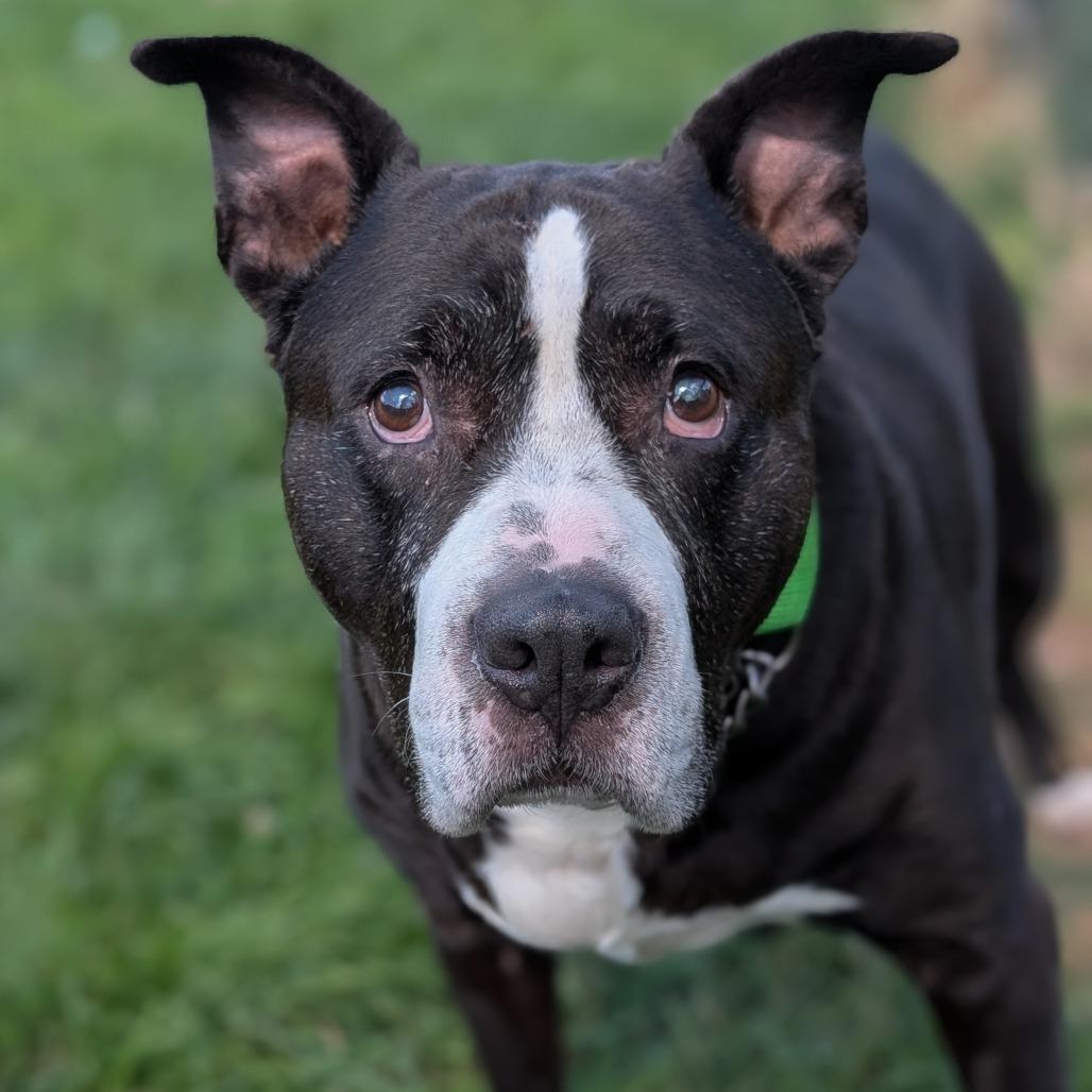 Jojo