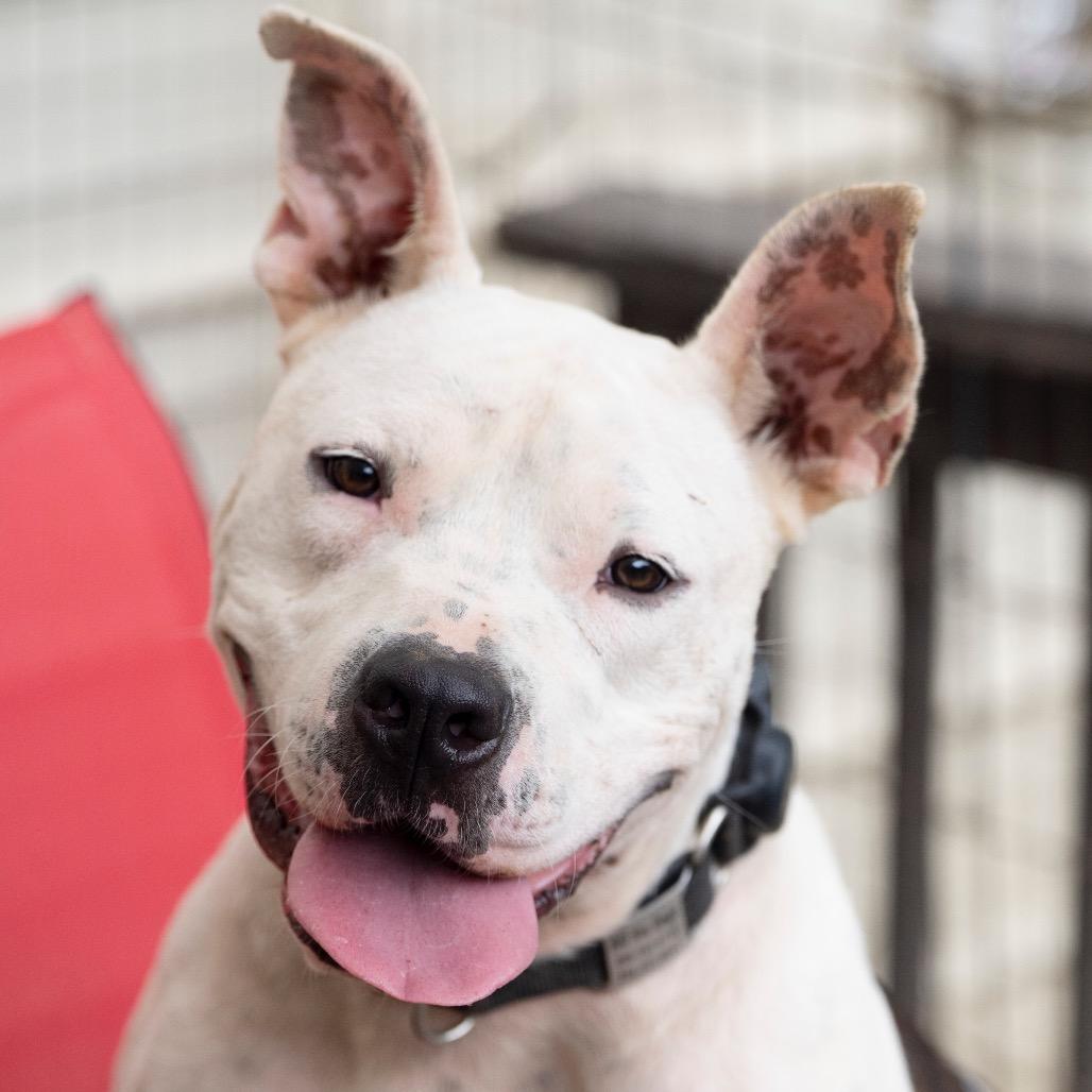 Logan (Adoption Fee-SPONSORED!)