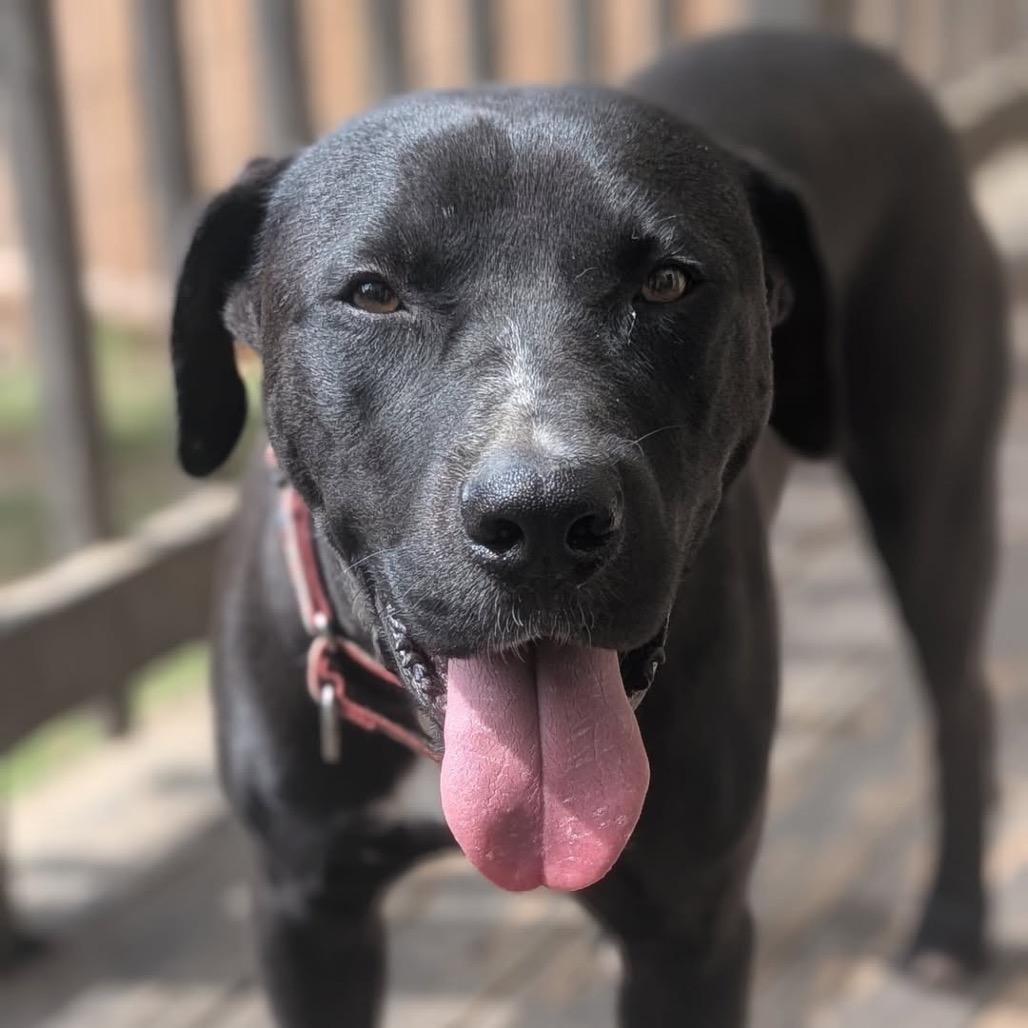 Brownie (Adoption Fee SPONSORED!)