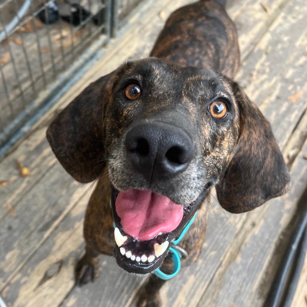 Tucker (Adoption Fee Sponsored! - In Foster