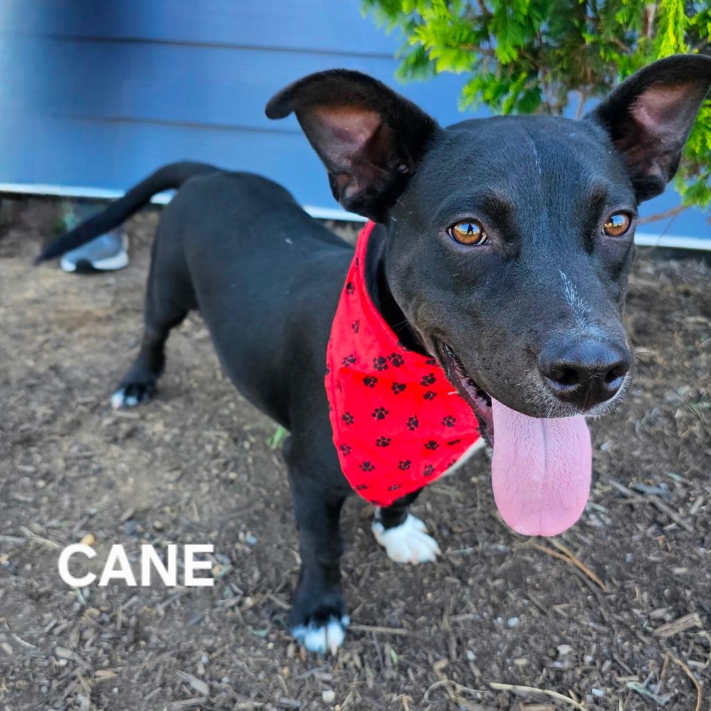 Cane