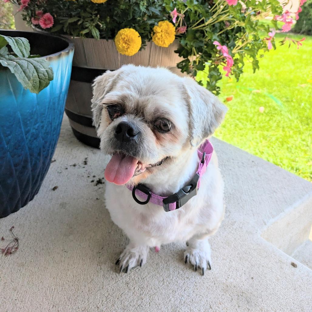 Gizmo