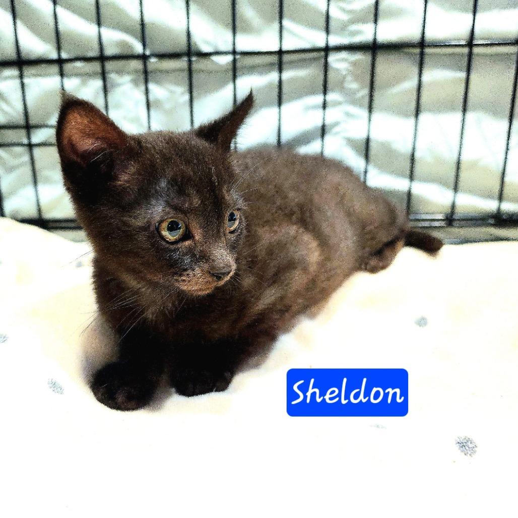 Sheldon