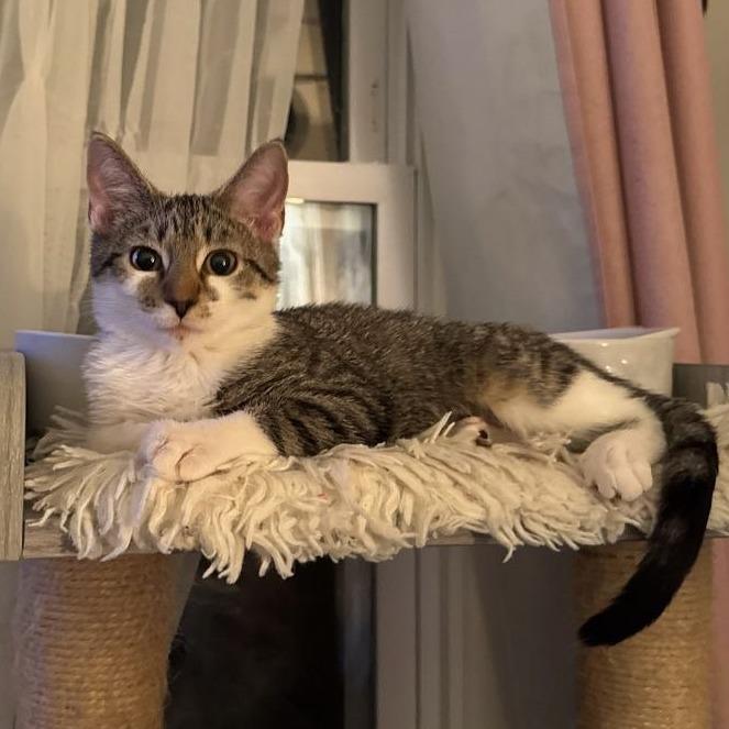 Tippy (READ!)