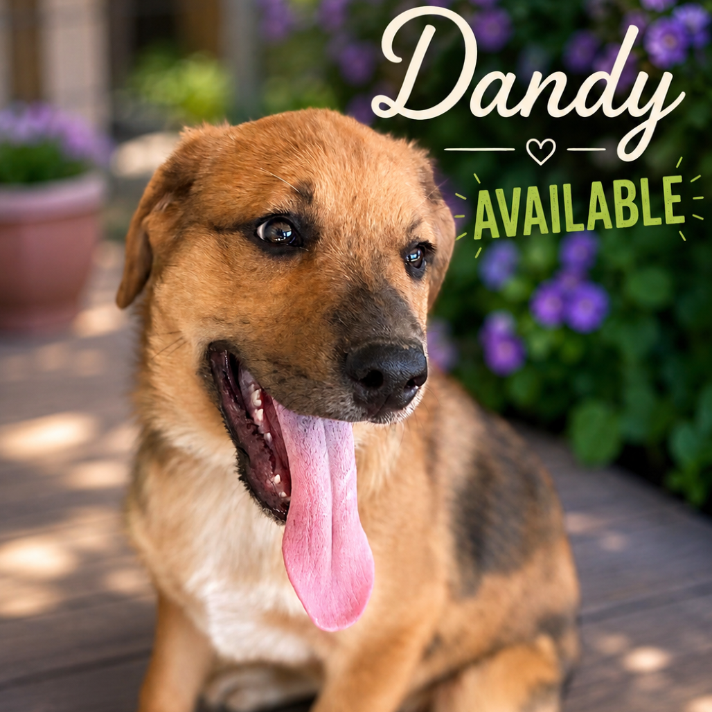 Dandy