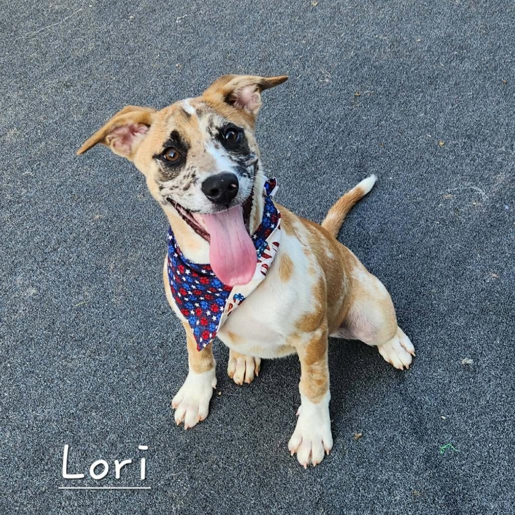 Lori