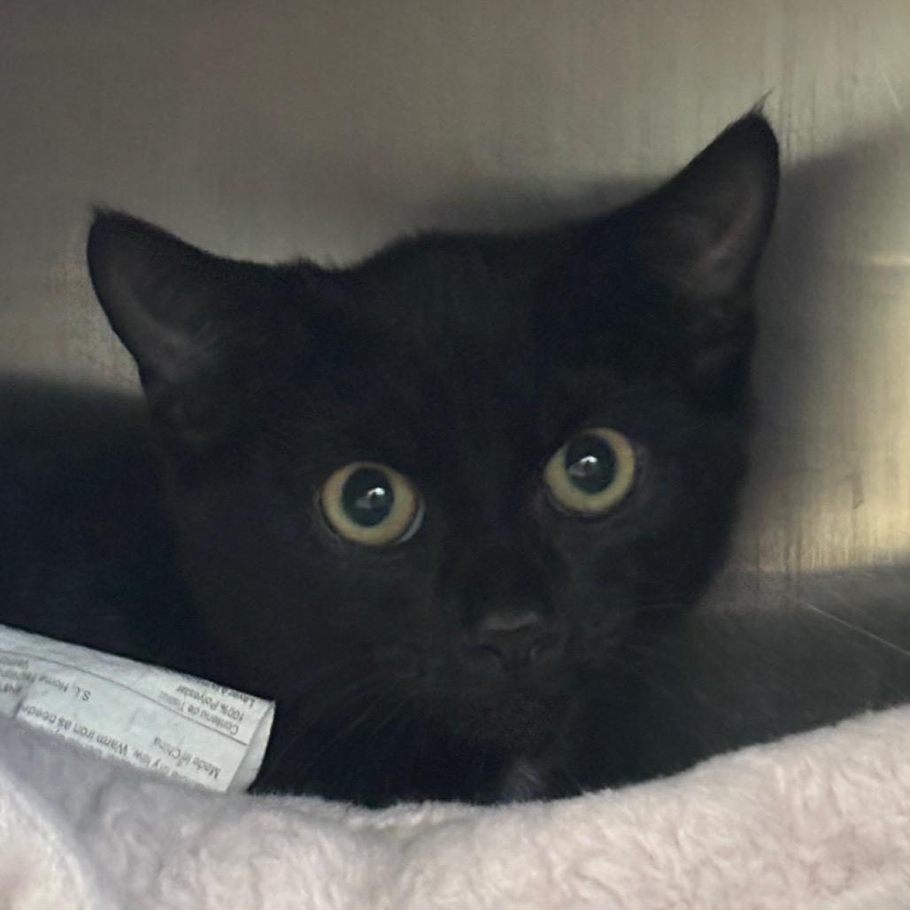 Moxie-Tiny Spirit Kitten