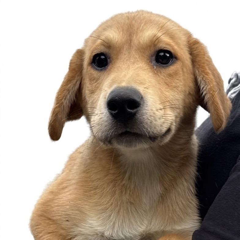 NY Josie (Foster in Holmes NY)