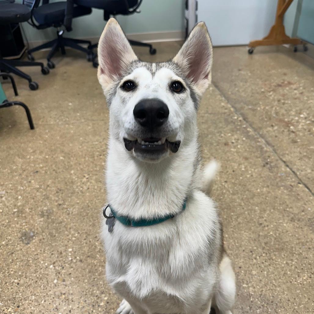 Tundra