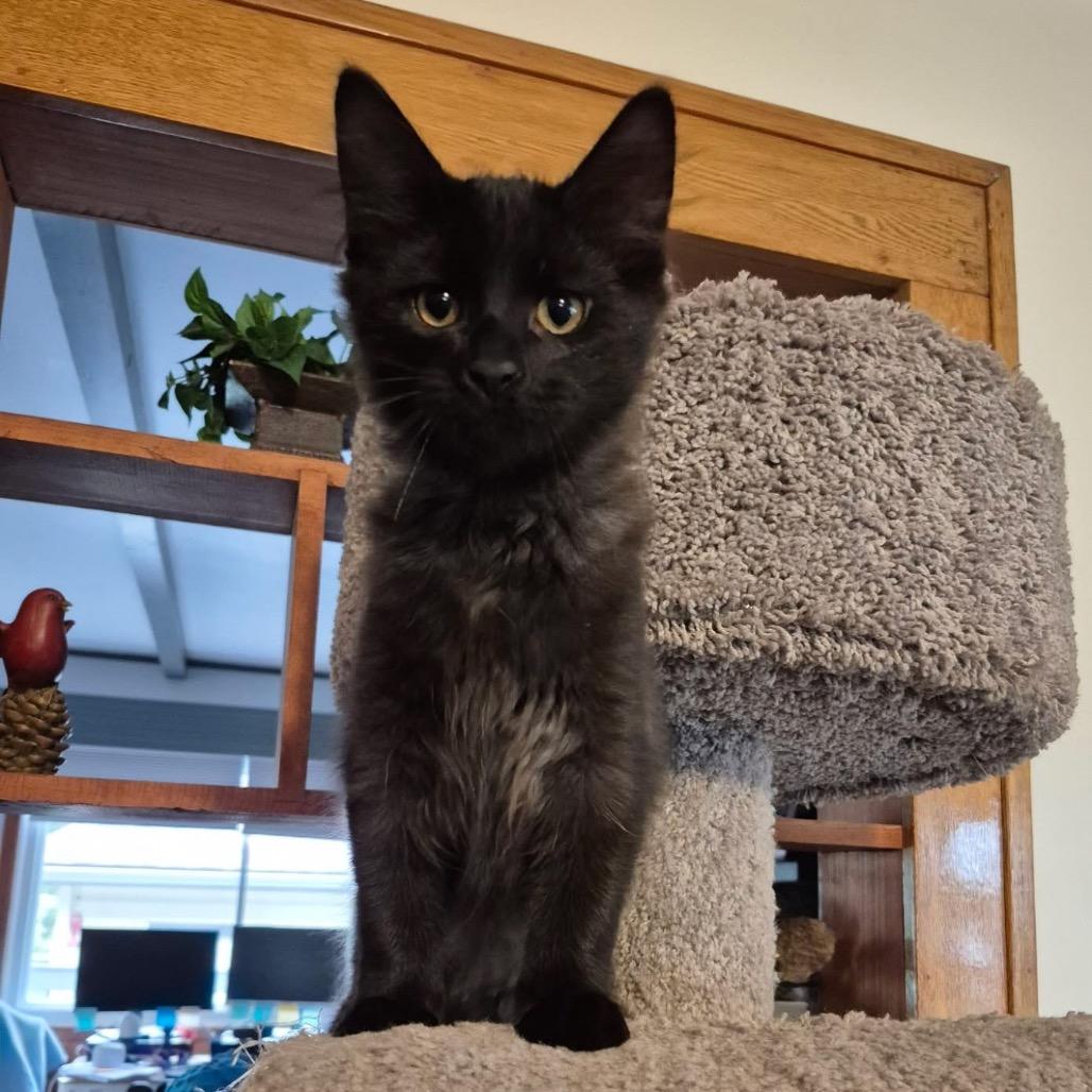 Pepper