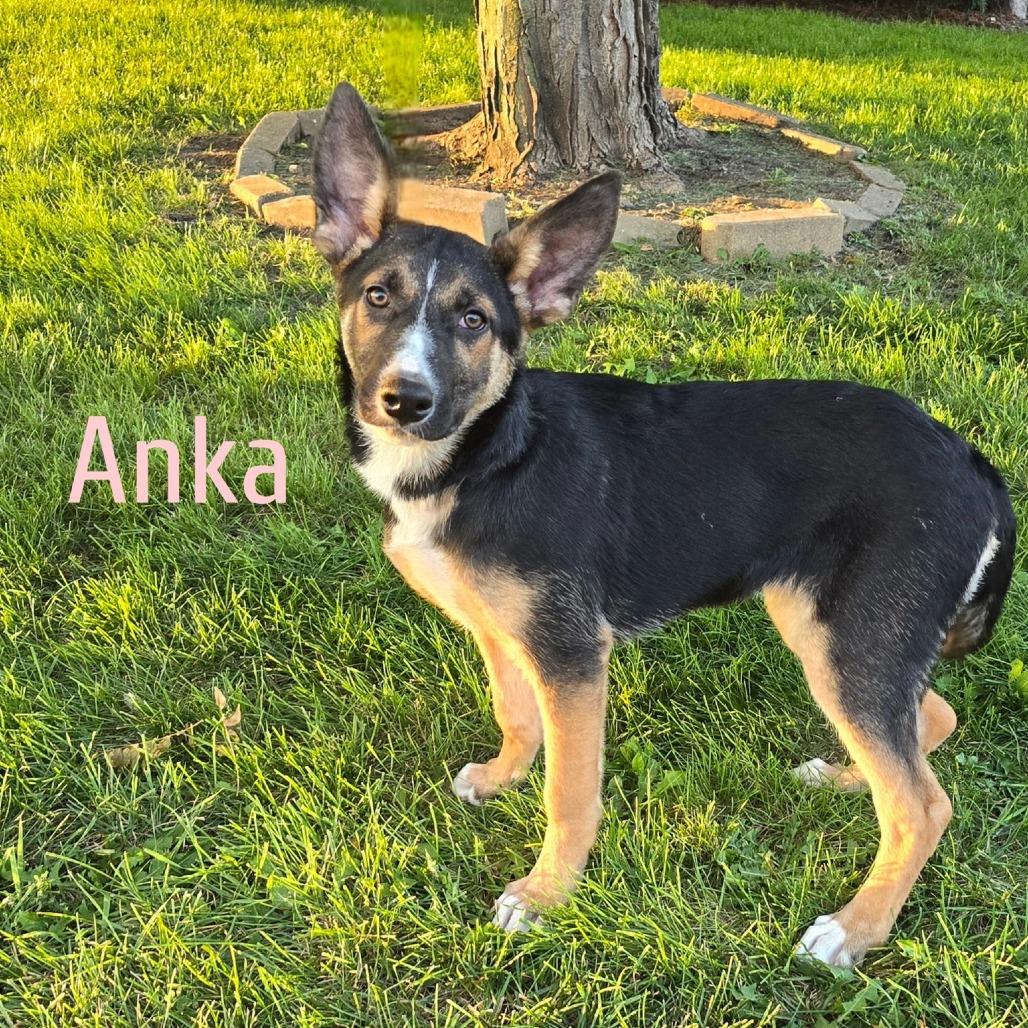 Anka