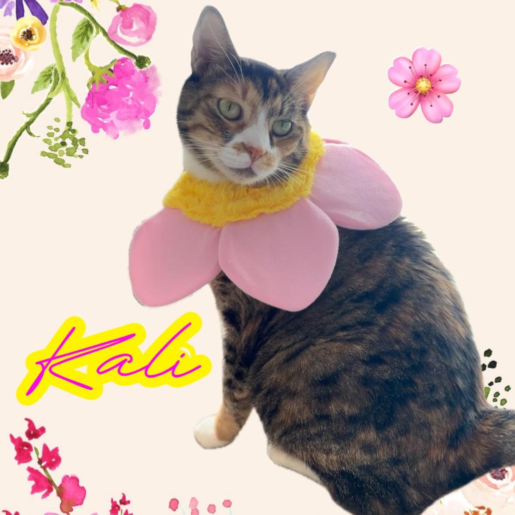 KALI