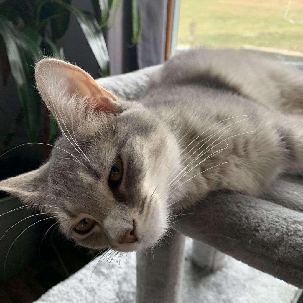 LuLu