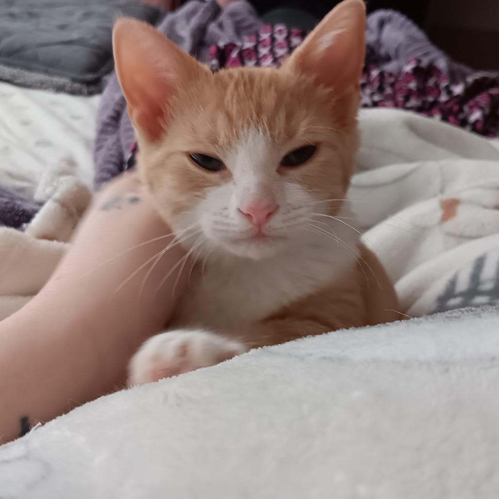 Peach