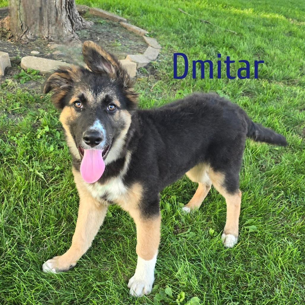 Dmitar