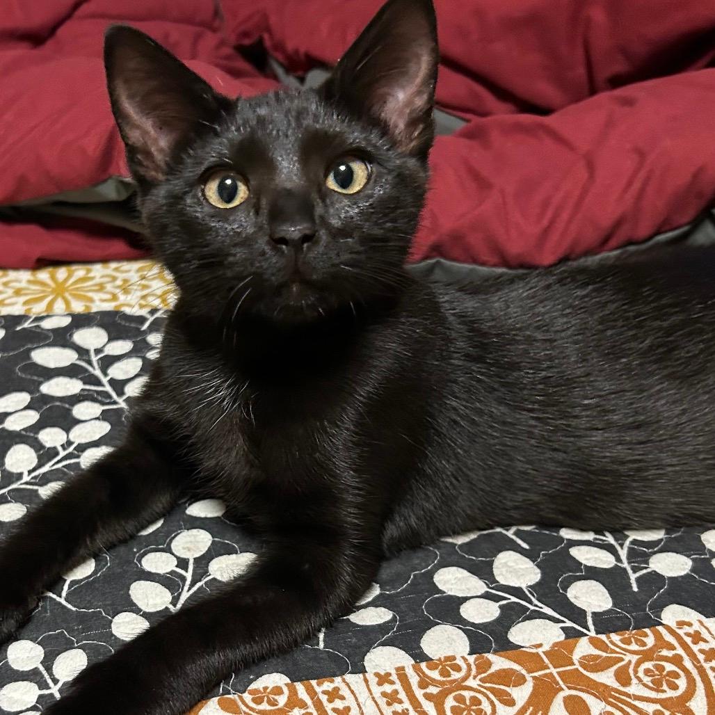 Cleopatra