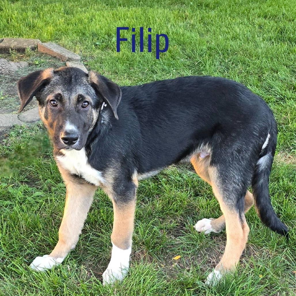 Filip