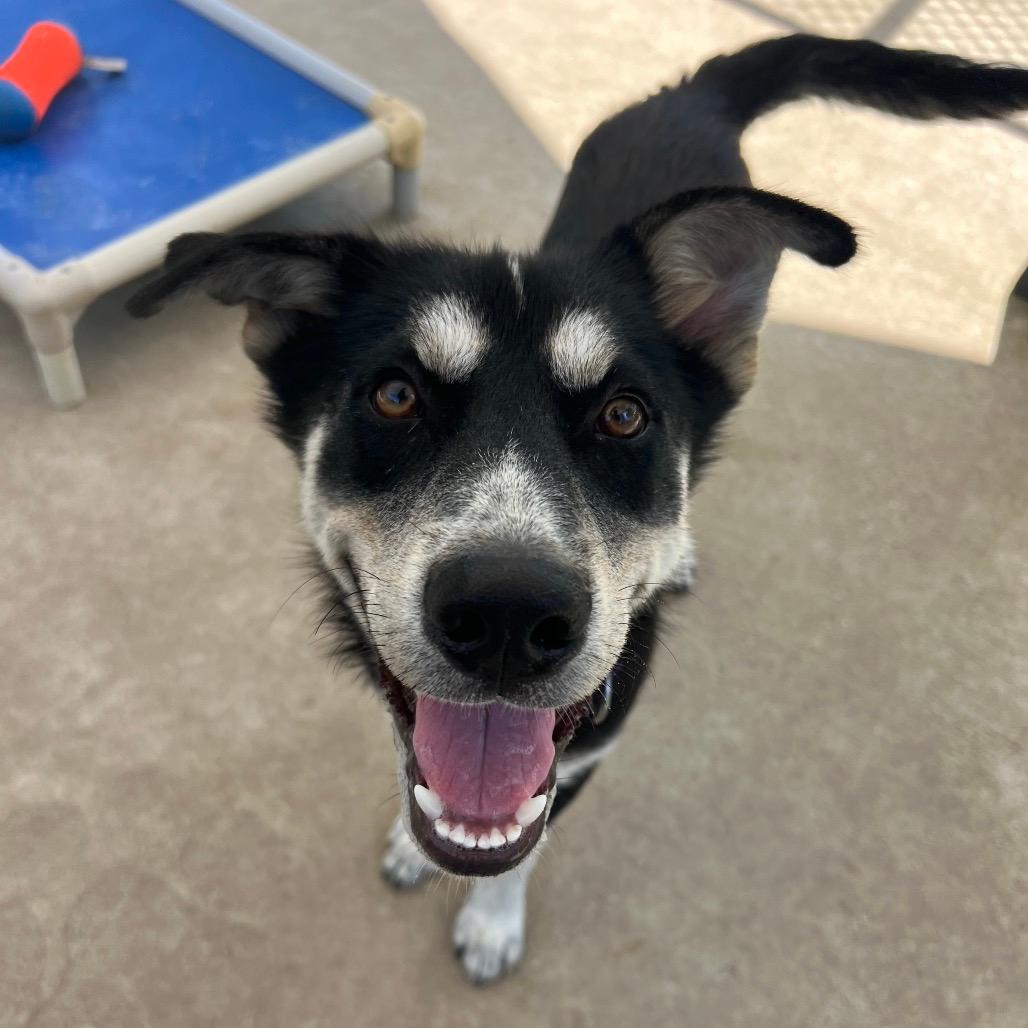Duke