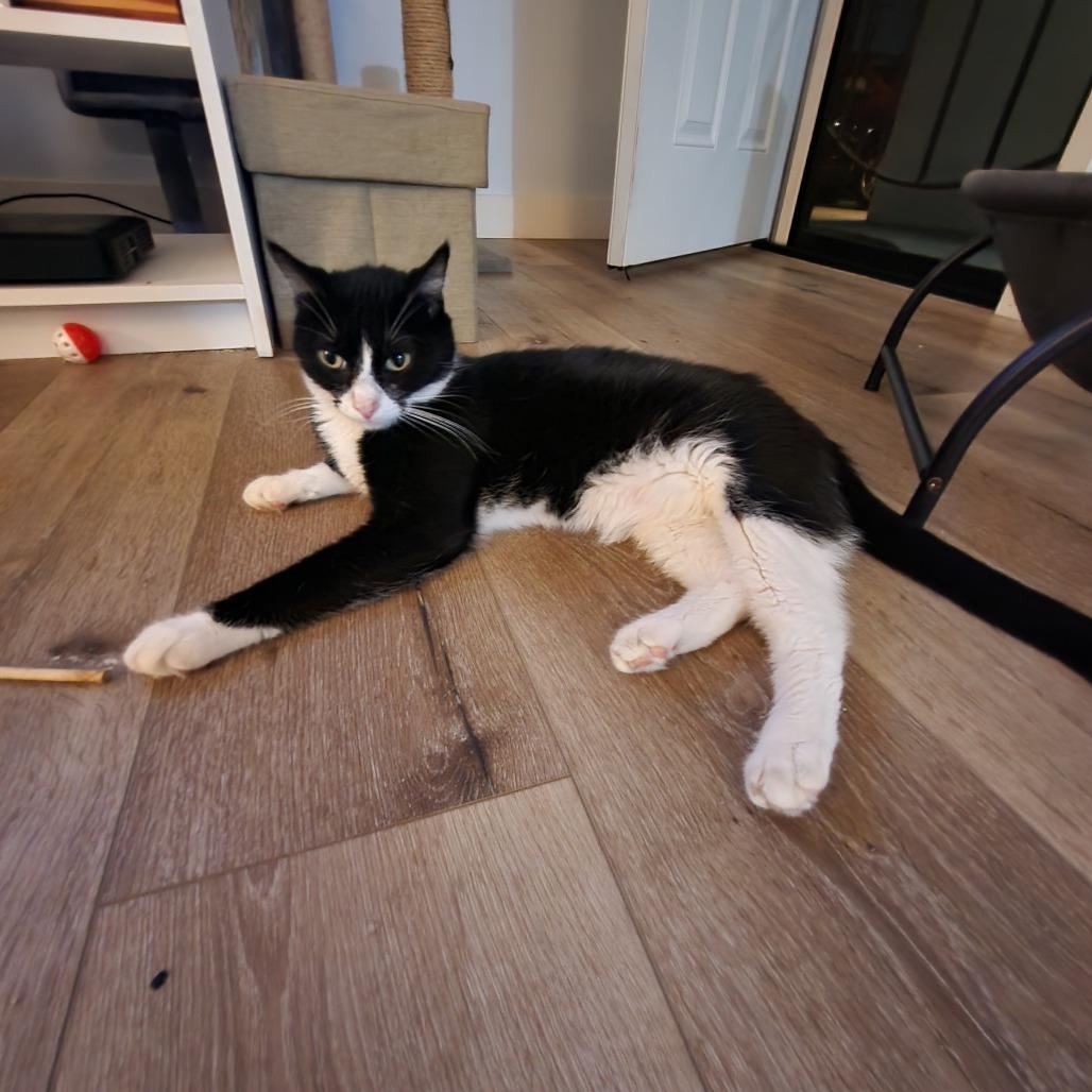 Oreo
