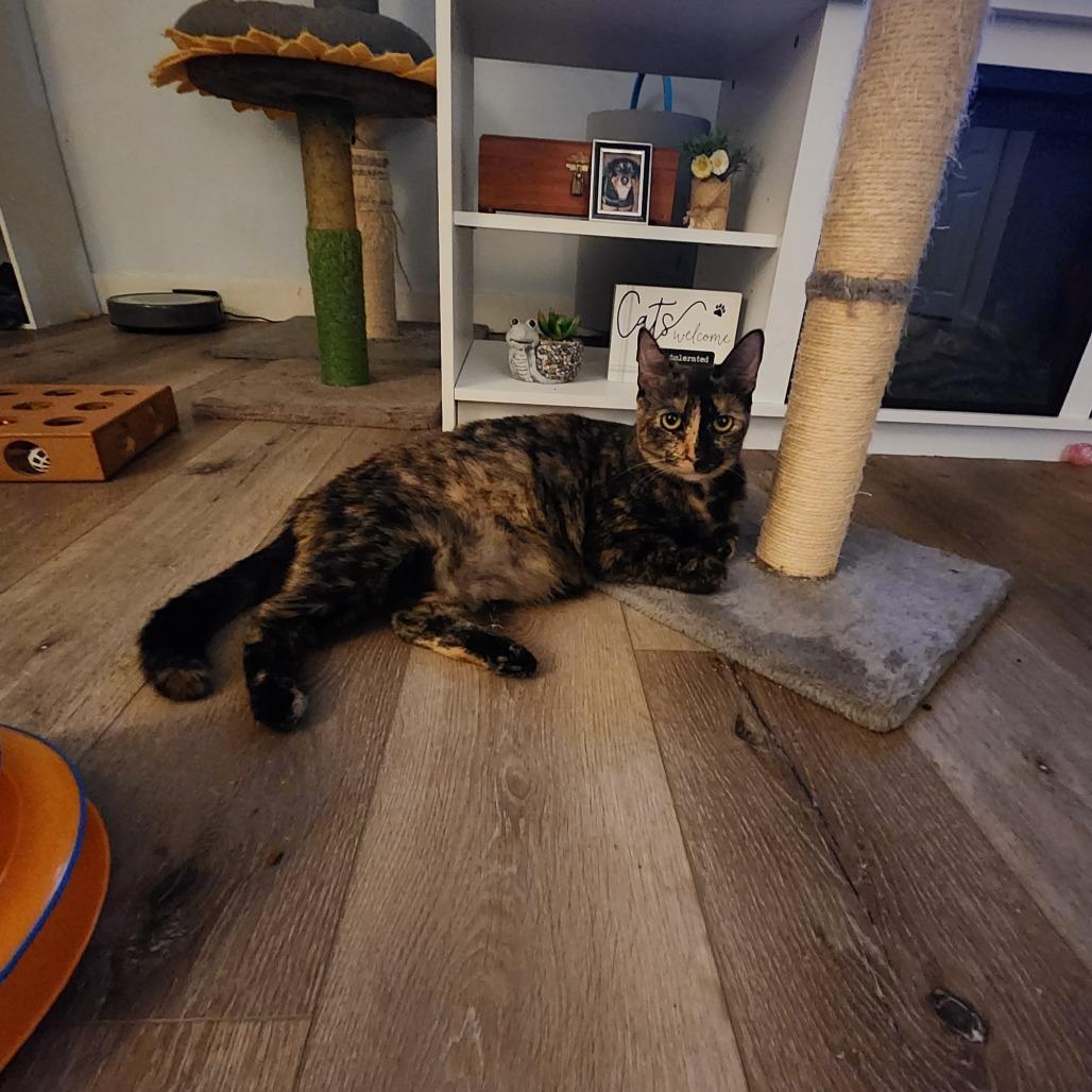 Shelly