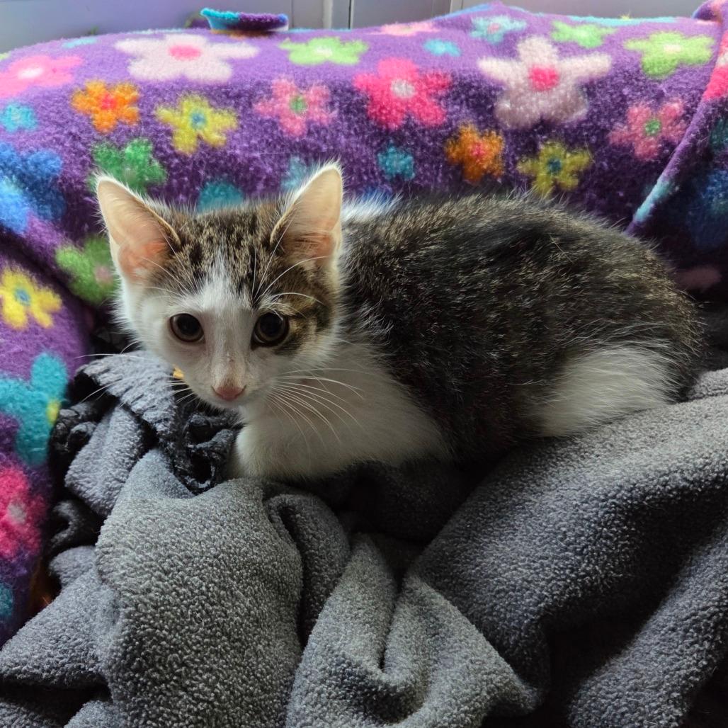 Helvetica-Tiny Spirit Kitten- In Foster