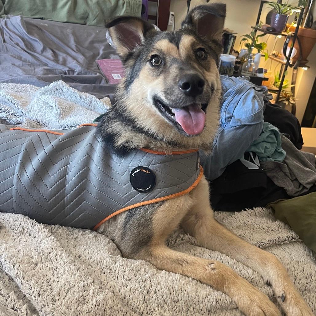 478 (2026) Koda