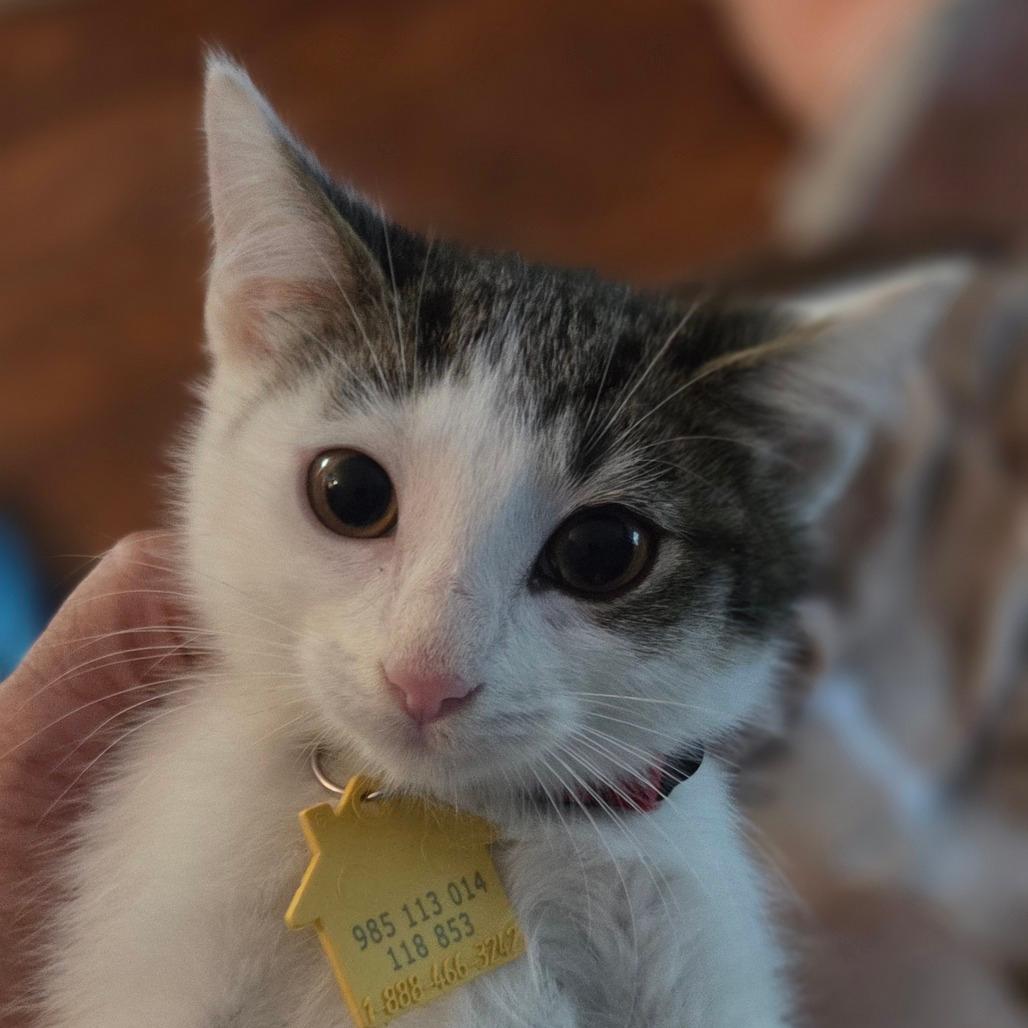 Helvetica-Tiny Spirit Kitten- In Foster