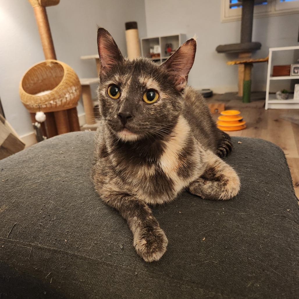 Bella