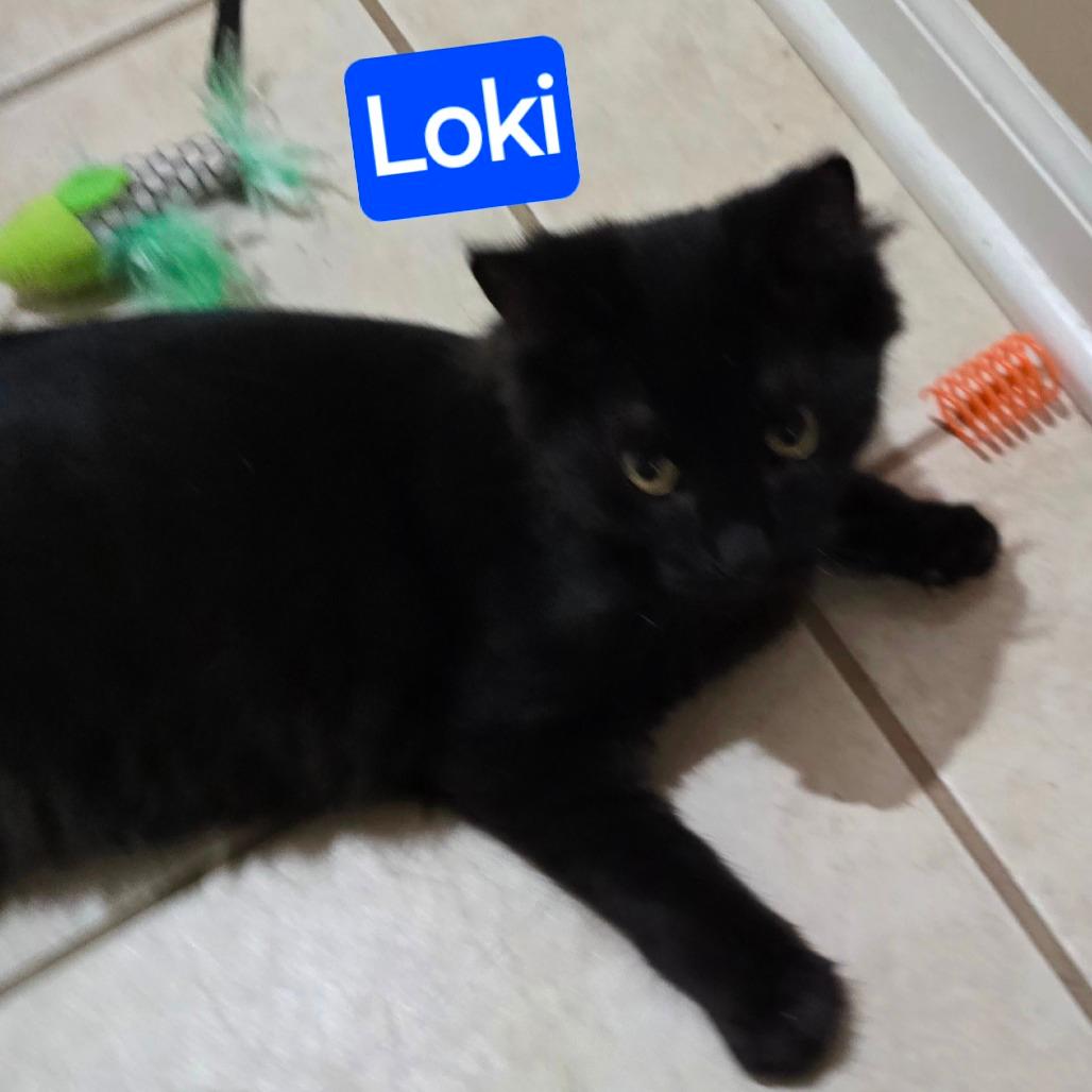 Loki