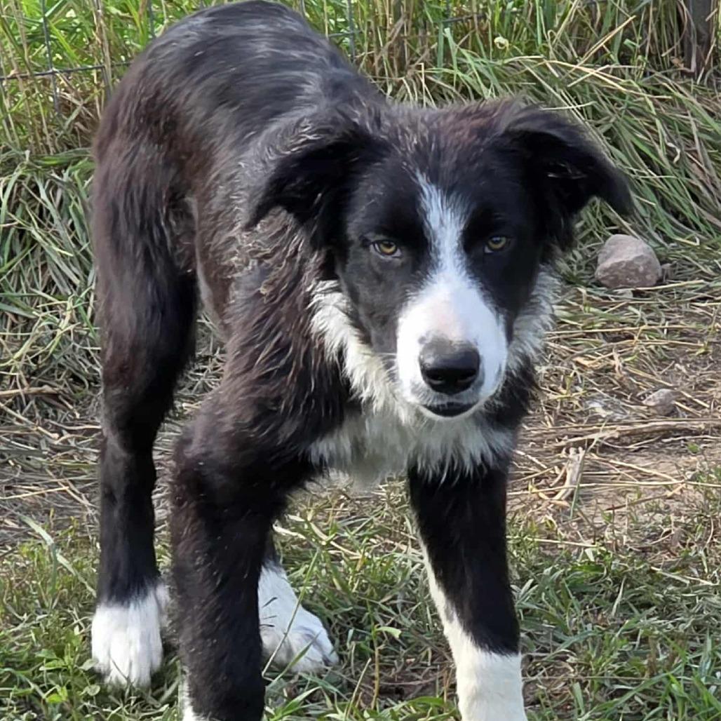 Ruger