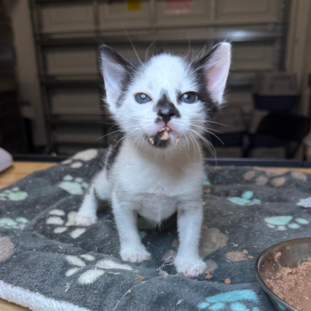 Oreo