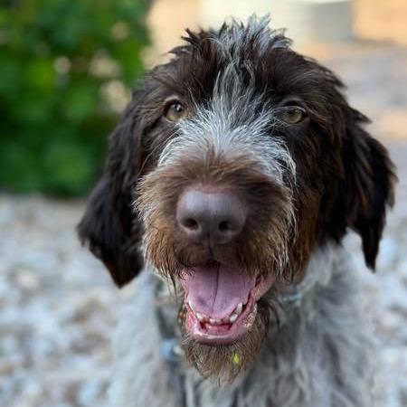 Emmy (Lakewood, Washington)