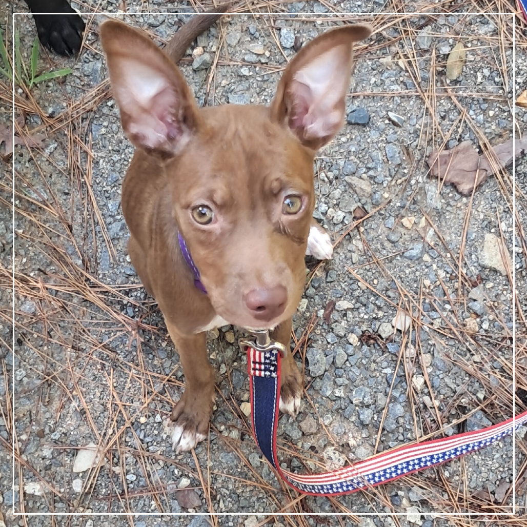 Cocoa