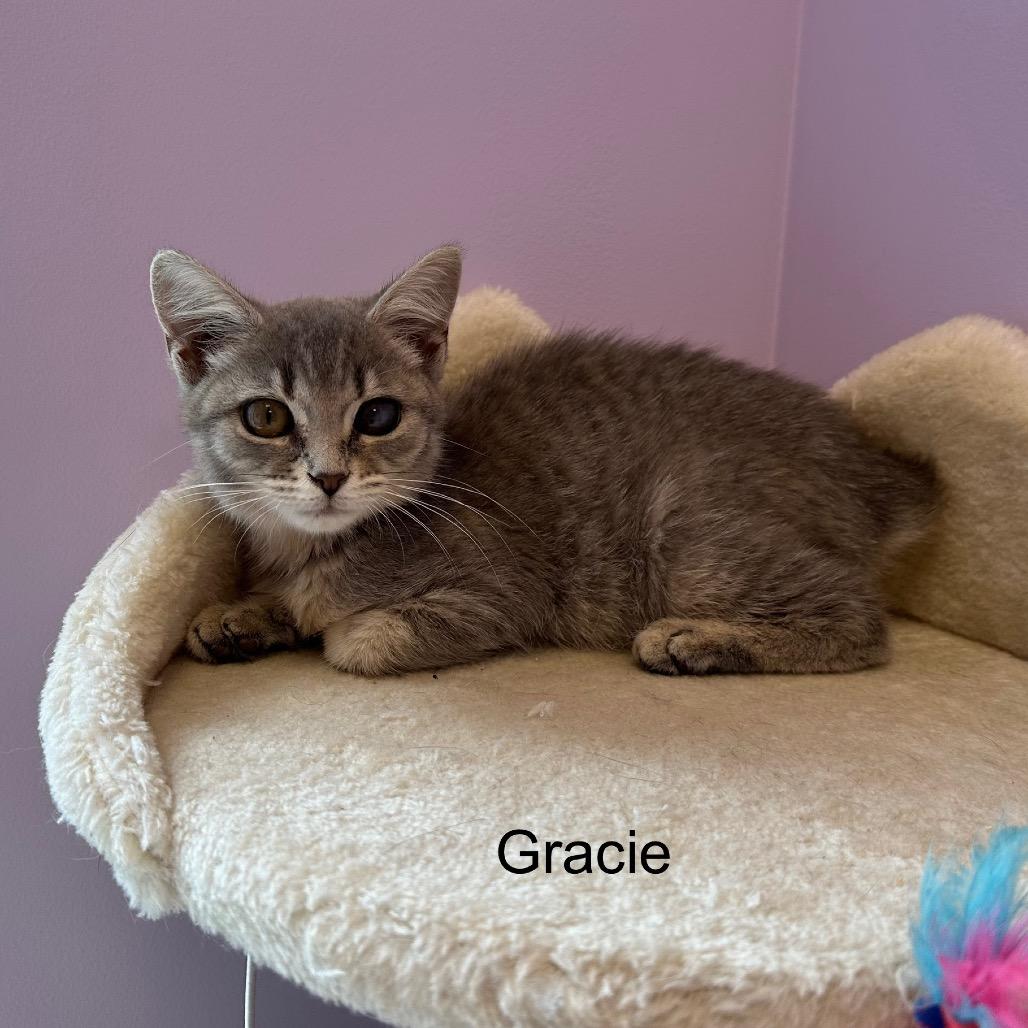 Gracie