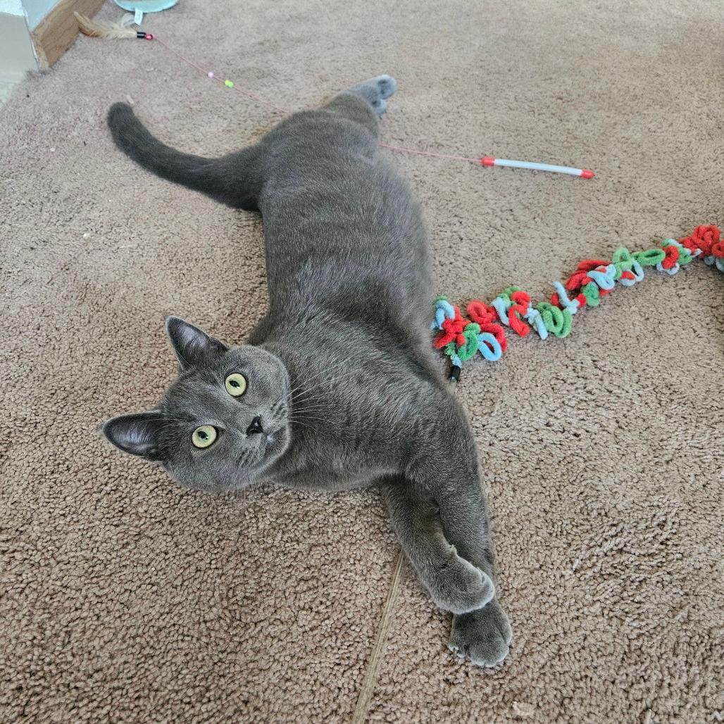 Dexter C10564