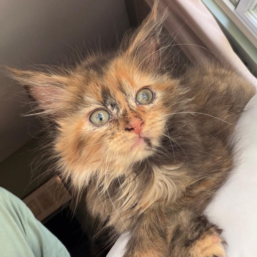 Phoebe