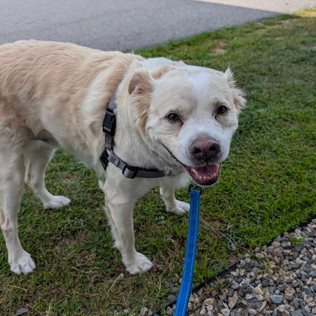 Ted *Foster to Adopt*