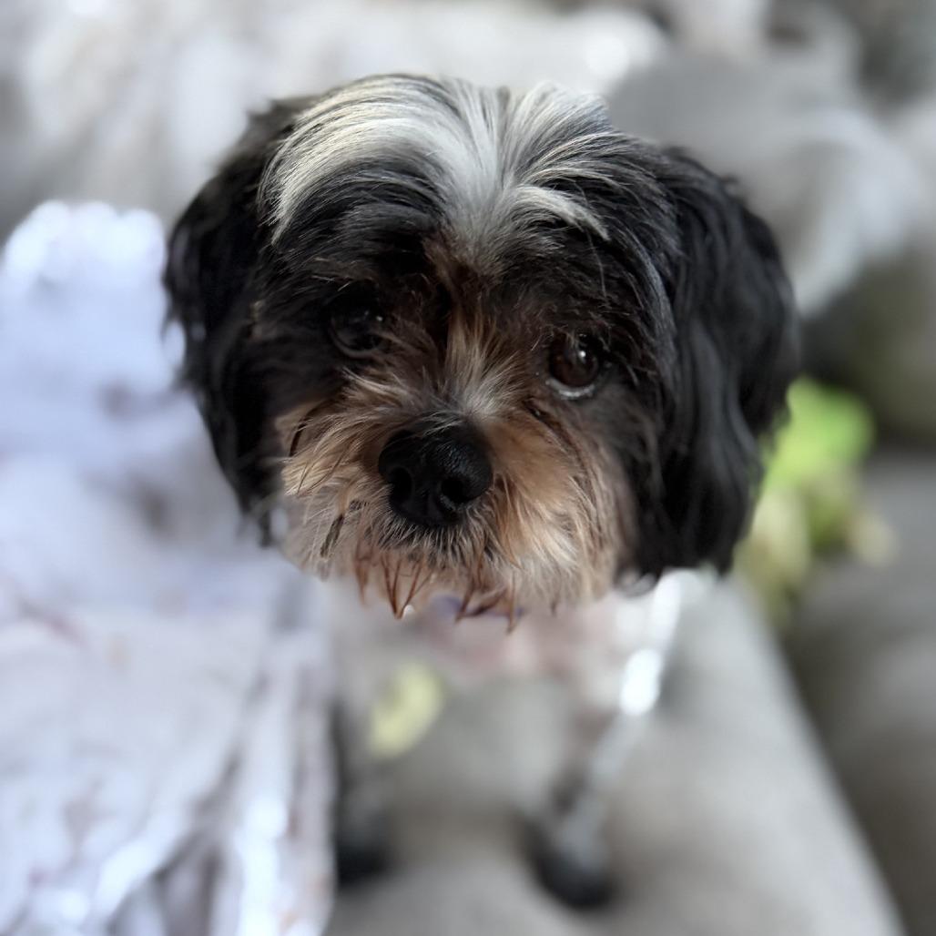 STRAY DOG "Lil Lady"