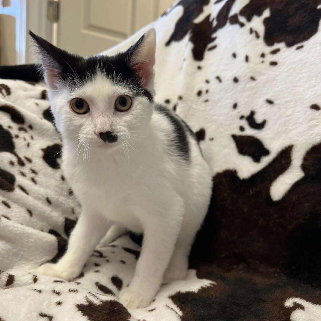 Chevelle *Meet me at Eagan Petsmart*