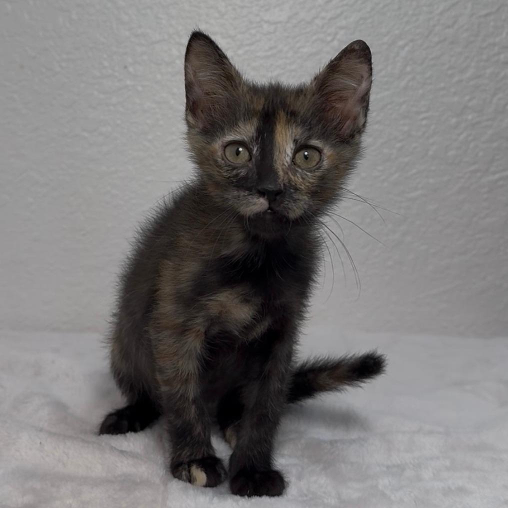 Mocha