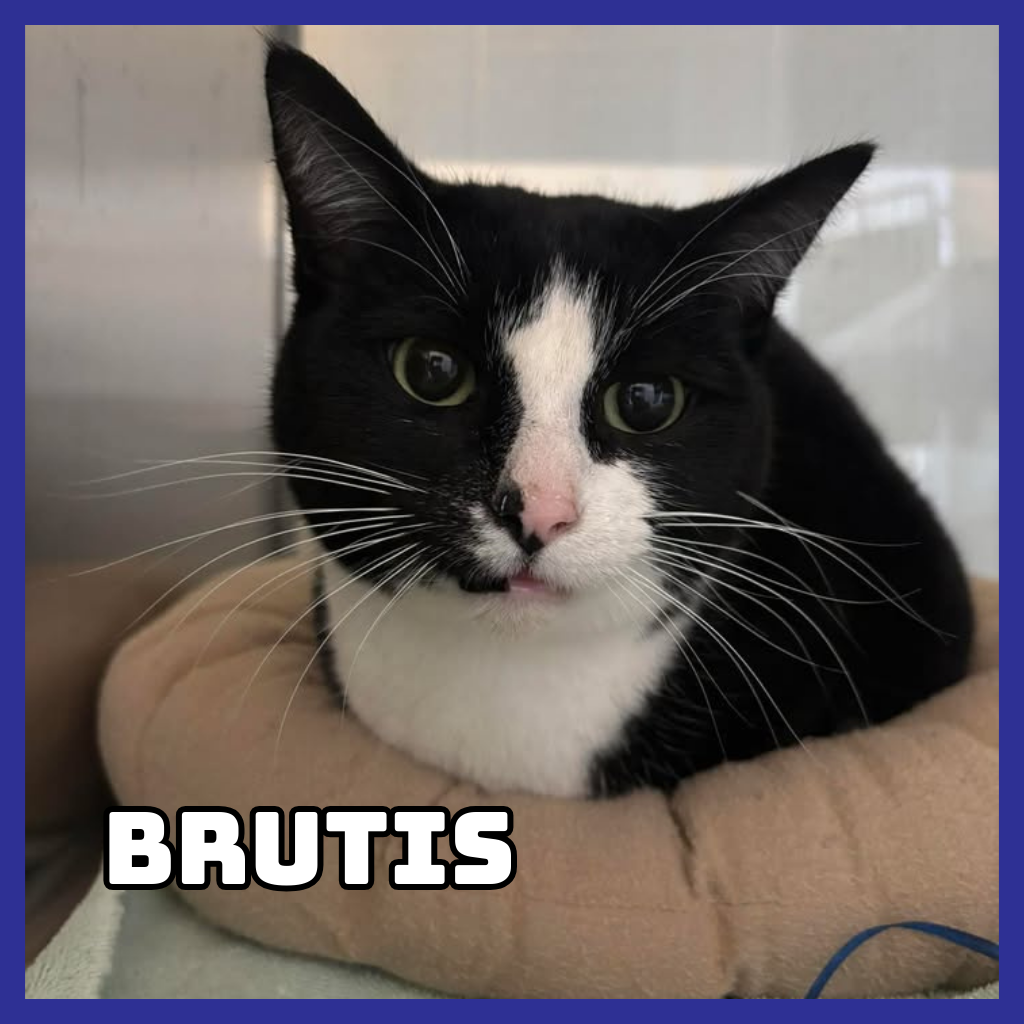 Brutis