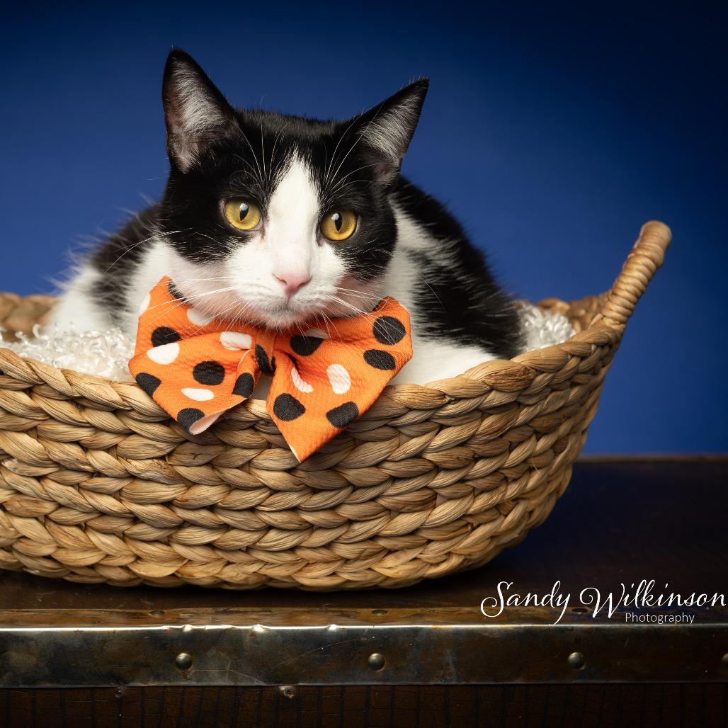 Binx