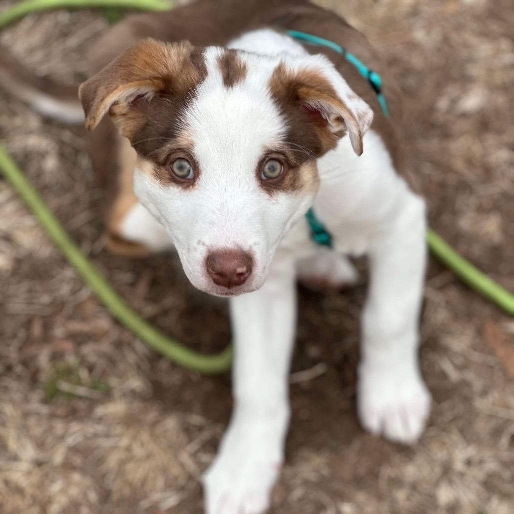 Merle