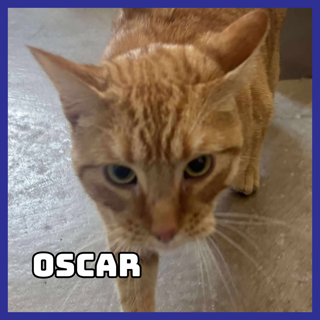 Oscar 
